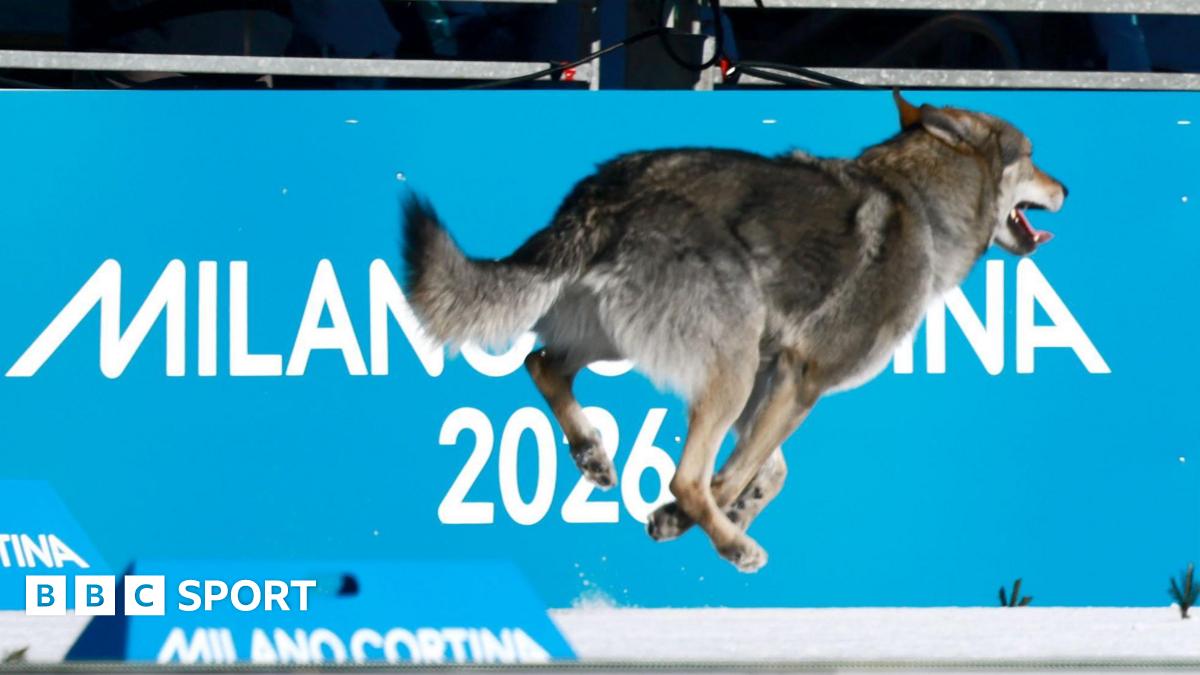 A dog running at the Olympic cross country