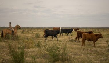 More Argentina beef imports won't do much to ease costs for consumers, according to experts