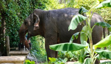Elephant kills tourist at national park in Thailand, third fatality linked to the same animal
