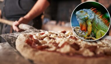 You'll Never Guess Where They Just Threw Iguana On Pizza (OK, It Was Florida)