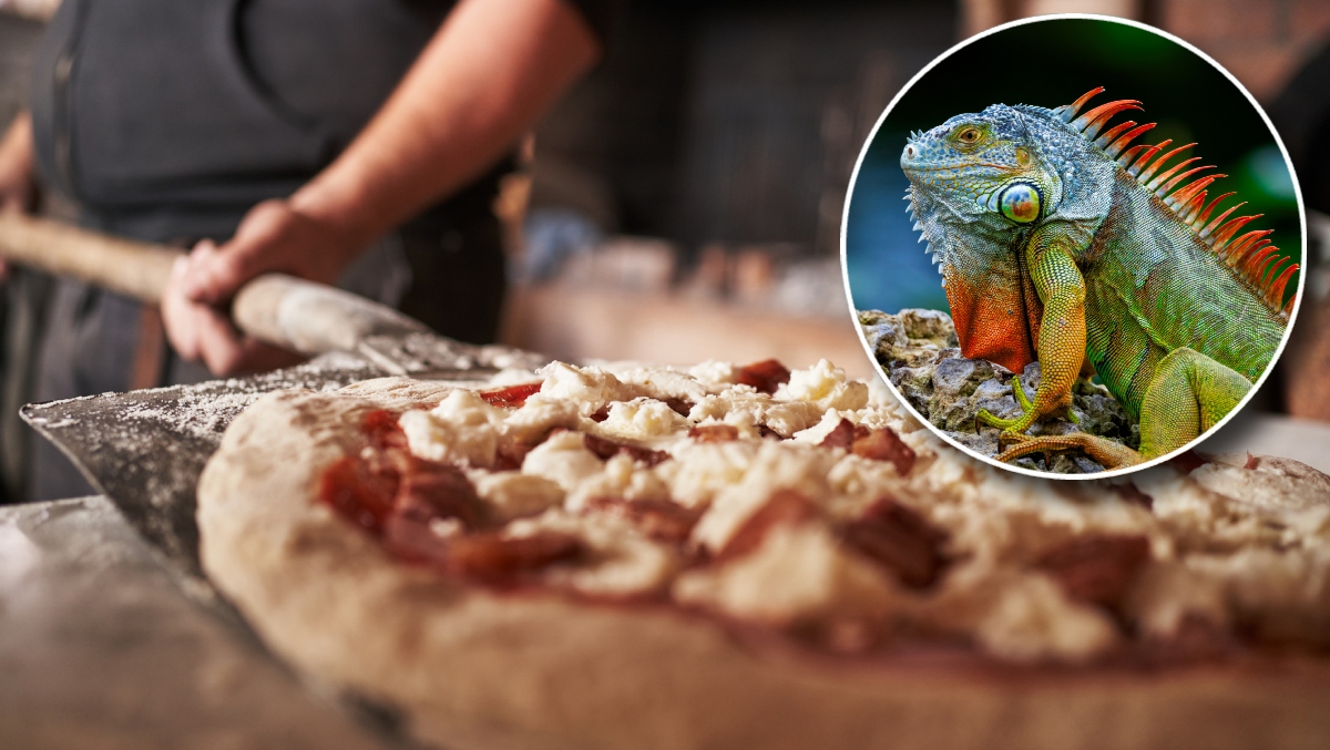 You'll Never Guess Where They Just Threw Iguana On Pizza (OK, It Was Florida)
