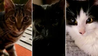 Drunk father yelled ‘let them die’ after hurling kittens into Thames - London Evening Standard