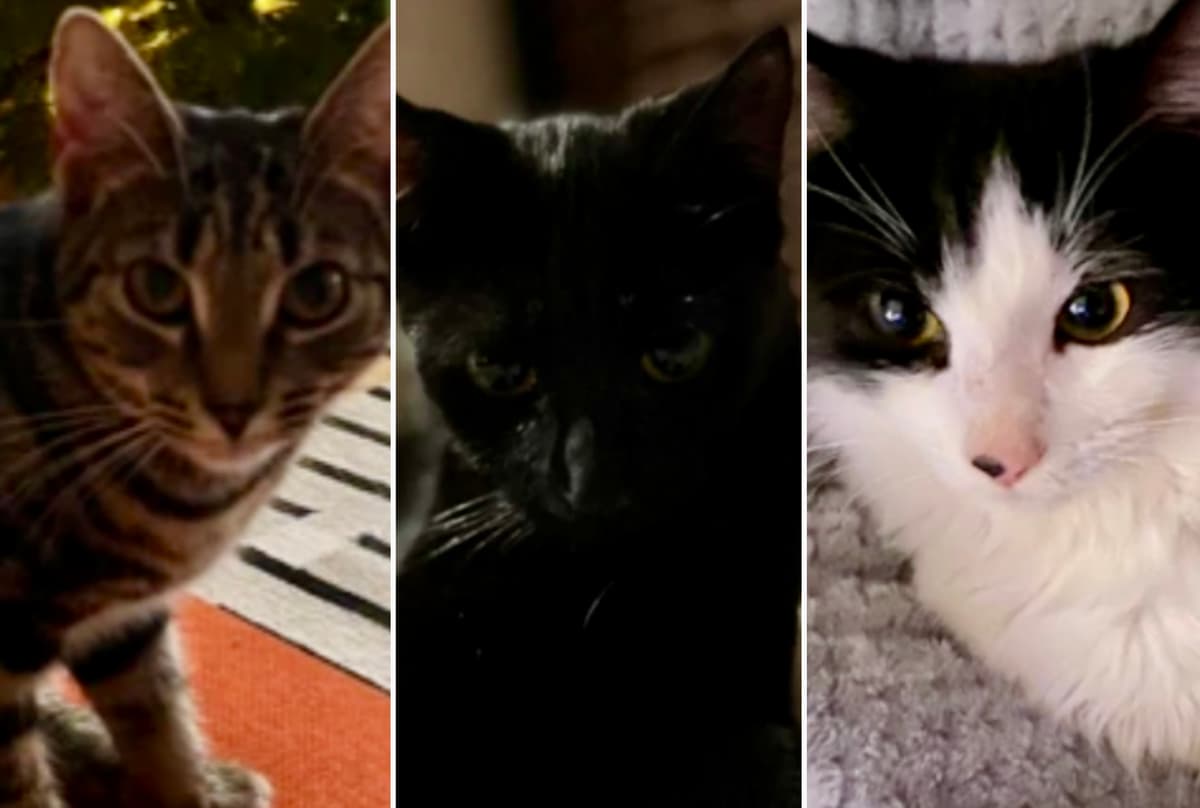 Drunk father yelled ‘let them die’ after hurling kittens into Thames - London Evening Standard