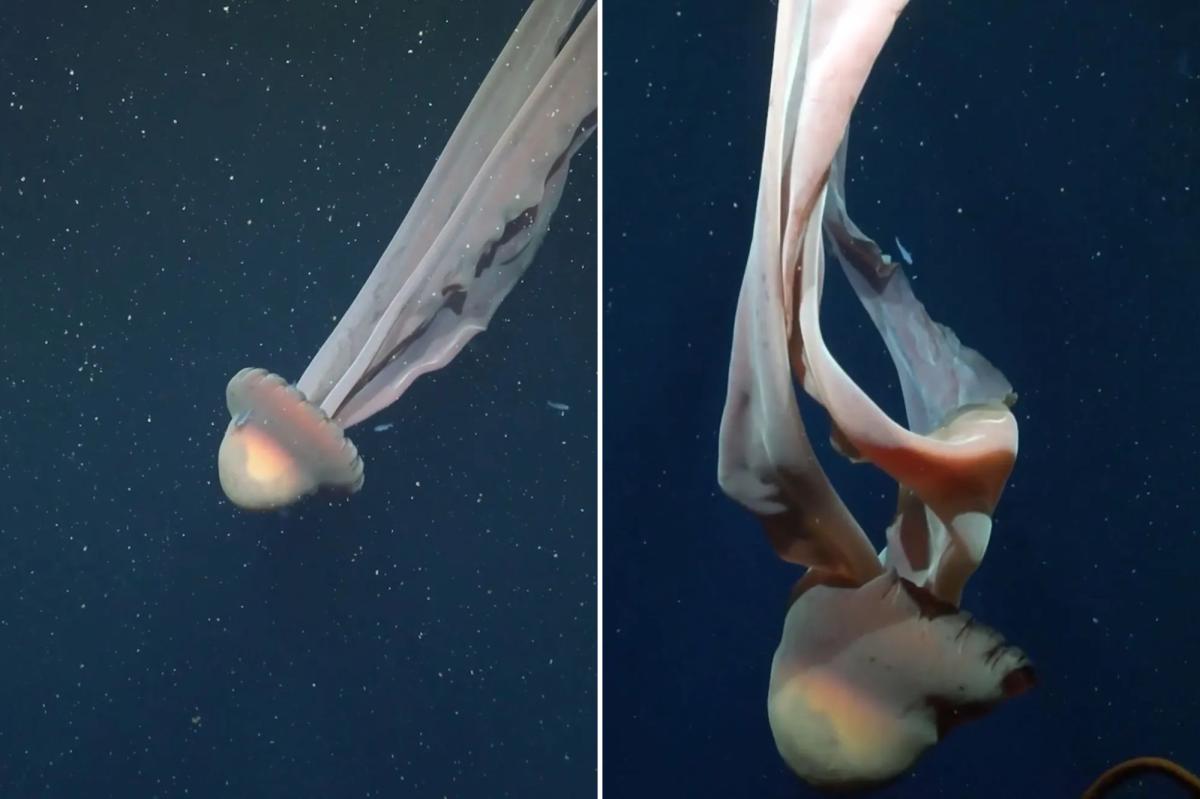 Rare bus-size creature seen in spectacular deep-sea footage