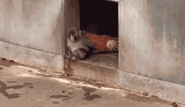 Punch-kun carries orangutan stuffie