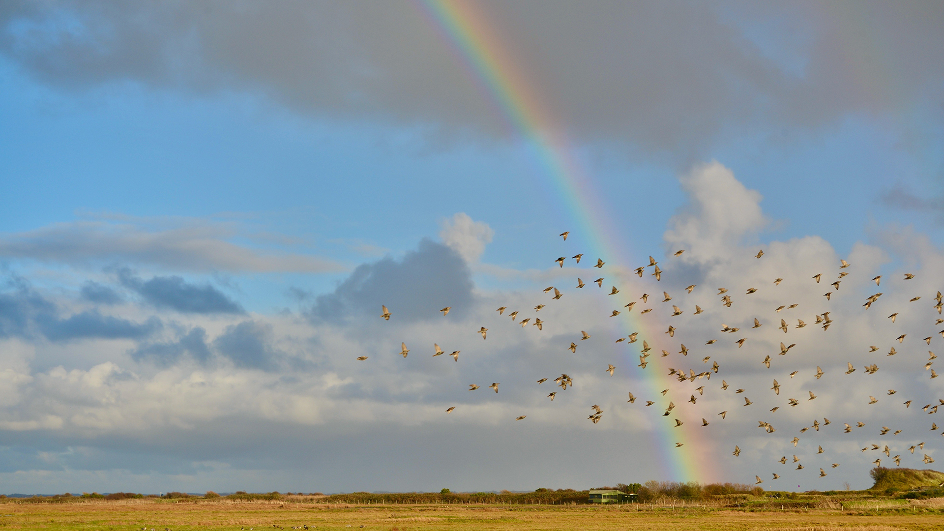 Rainbow over marshland
