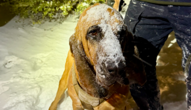 Police dog helps rescue North Carolina boy with special needs during snowstorm