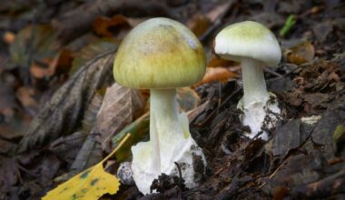 Amanita phalloides, known as the death cap mushroom, growing in woods. Pic: iStock