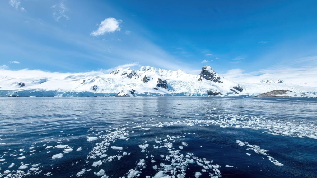 Sharks Have Officially Reached Antarctica, and Scientists Are Shook