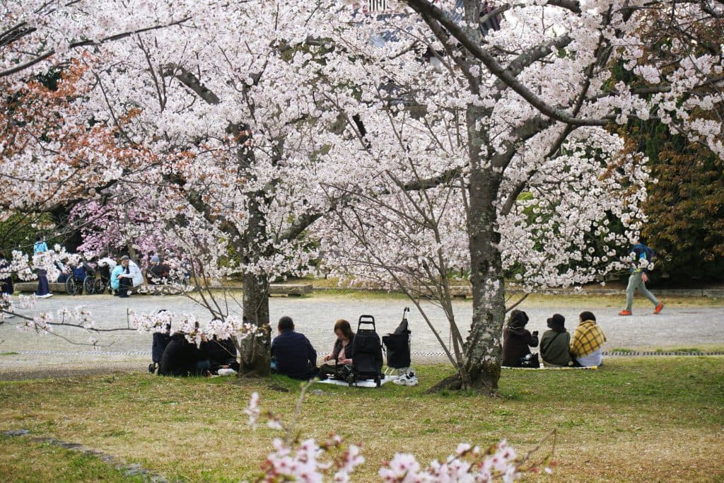 A photo of people having a picnic beneath the cherry blossoms in Japan.