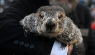 Punxsutawney Phil is said to have seen his shadow, forecasting 6 more weeks of wintry weather : NPR