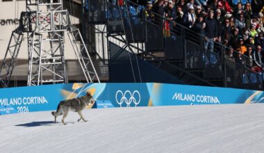 A gate-crashing dog steals the show at the Olympics : NPR