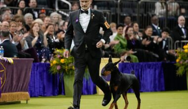 Penny the Doberman pinscher wins the 150th Westminster dog show : NPR