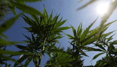 Teen cannabis use linked to psychosis and bipolar disorders in study : NPR