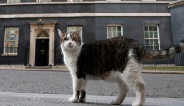 Larry the cat marks 15 years as Britain's 'first feline'