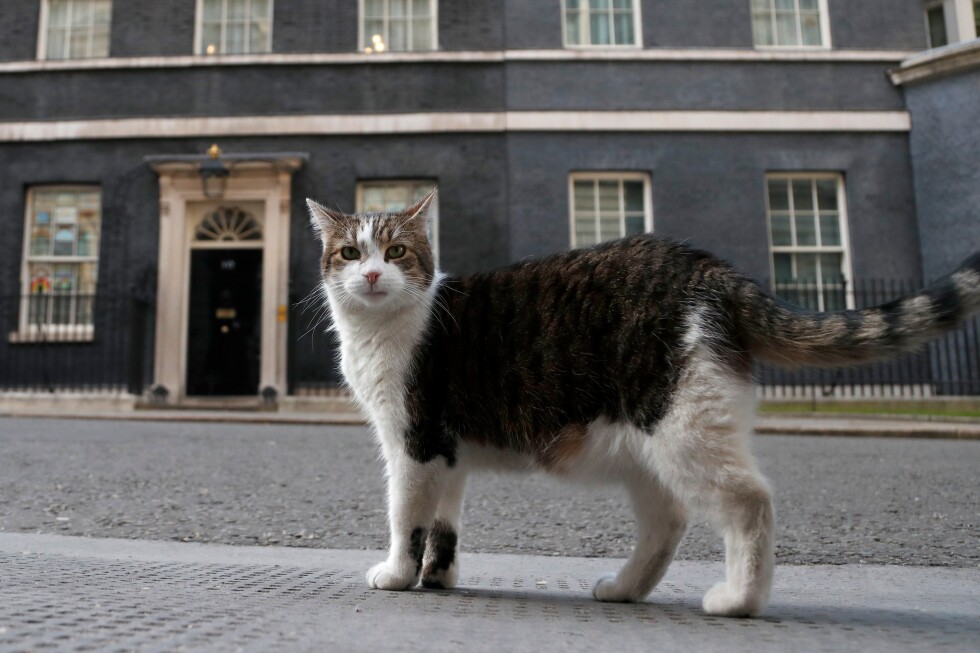 Larry the cat marks 15 years as Britain's 'first feline'