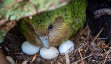 The endangered kakapo parrot could have a record breeding season