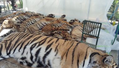 Thai officials say 72 tigers at tourist parks died of canine distemper, allaying bird flu fears