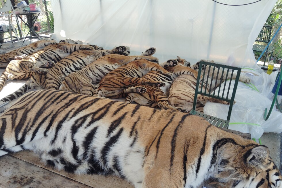 Thai officials say 72 tigers at tourist parks died of canine distemper, allaying bird flu fears