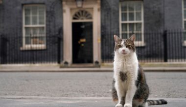 Photos of Larry the cat, Britain's Chief Mouser at 10 Downing Street for 15 years