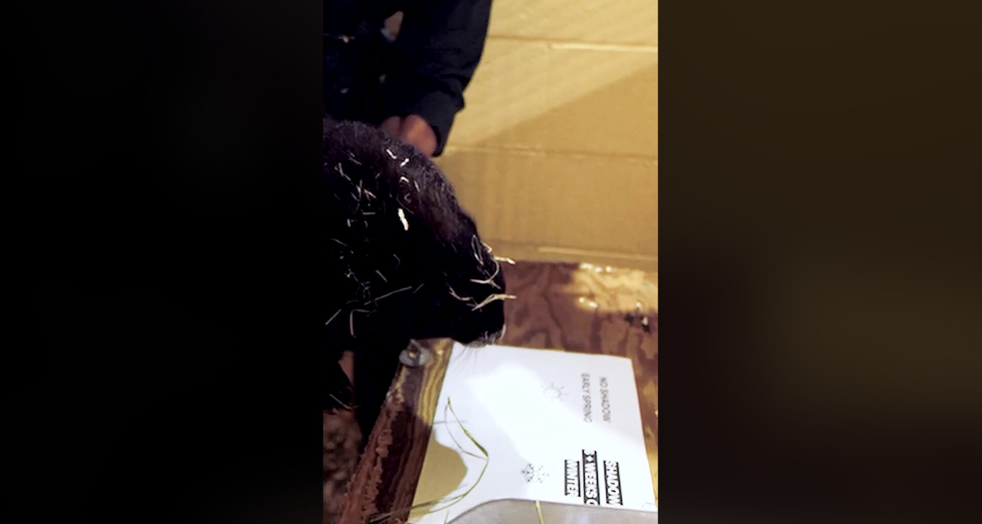 Vancouver Island marmot sees her shadow on Groundhog Day, predicts more winter