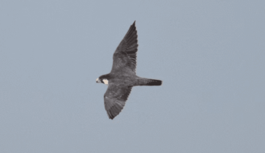 World’s Fastest Bird Spotted In Central Australia’s Remote Outback For The First Time