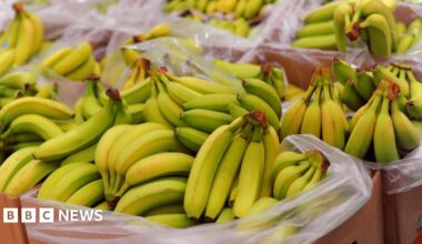 A stock image of boxes of bananas