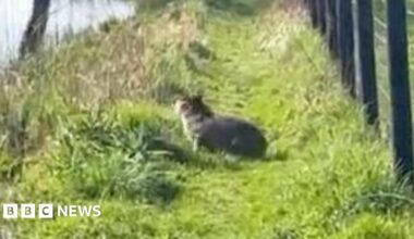 Aerial of river bank and fields in Twyford, Hampshire with green netting across the water.
