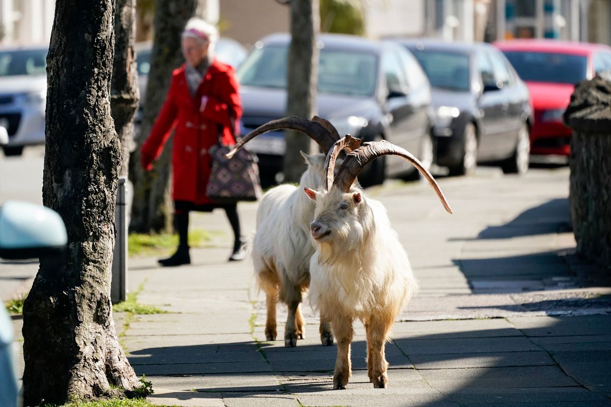 Mountain goats roam the streets of LLandudno