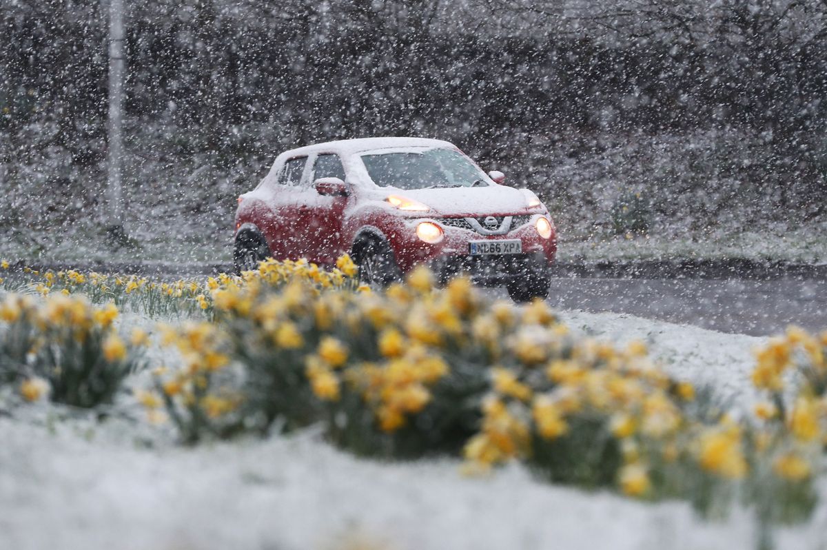 A car drives past daffodils in heavy snow in Allendale, Northumberland
