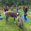 Move Over, Goat Yoga. Alaskans Now Have Reindeer Yoga