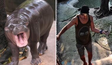 Thai man arrested for entering Moo Deng enclosure at Khao Kheow Open Zoo