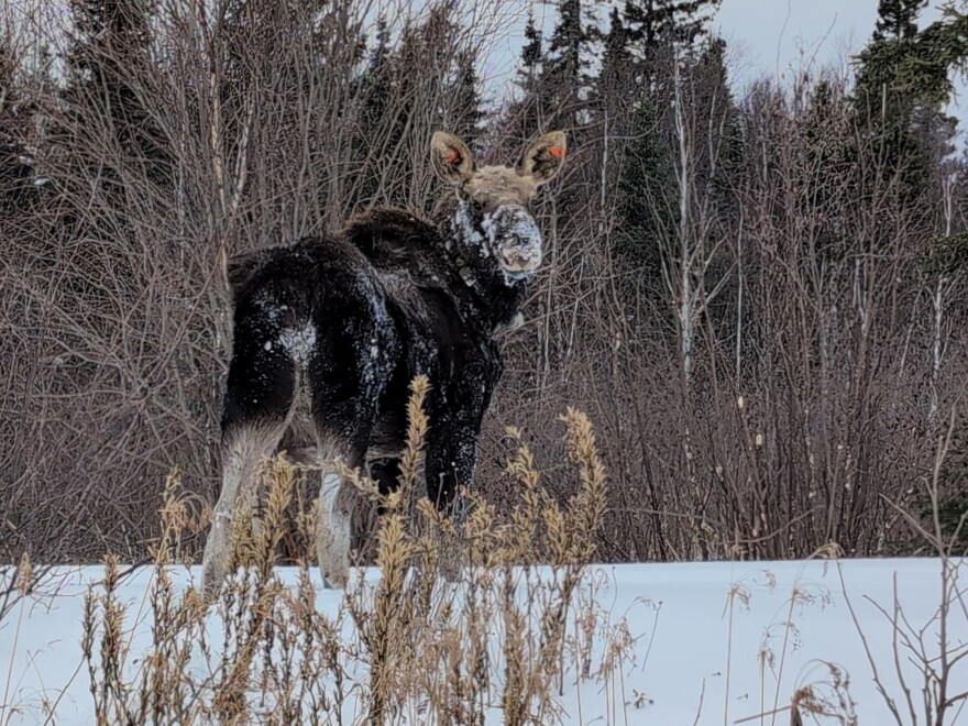 A moose in Minnesota wears a collar that collects GPS location data.