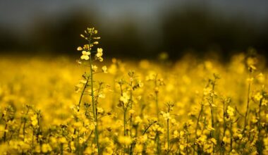 Not just oil: Fertilizer prices spike amid Iran war, worrying Canadian farmers