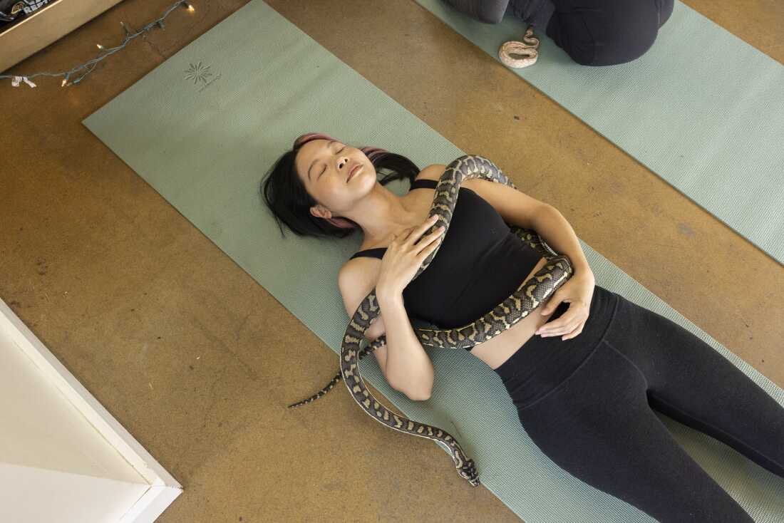 Christina Chang is encircled by Gemma, a carpet python, during Snake Yoga at HISSS in Portland, Ore. on Feb. 28.