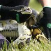 A Burmese python is held during a safe capture demonstration at a media event for the 2022 Florida Python Challenge on June 16, 2022, in Miami.