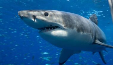 Researchers 'ping' great white shark near Vancouver Island