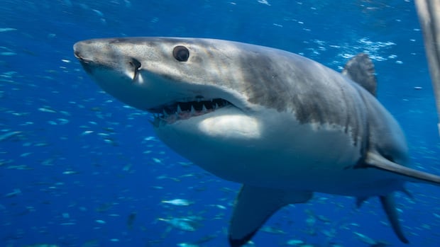 Researchers 'ping' great white shark near Vancouver Island