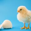 Baby chickens appear to react similarly to humans when tested for something called the “bouba-kiki effect,” which links certain sounds to certain shapes.