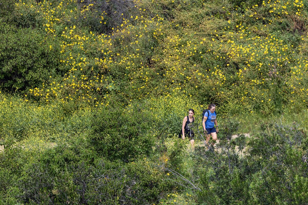 Hikers walk a trail lined with wildflowers on a hot day at Griffith Park in Los Angeles on March 13.