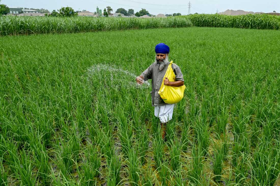 A farmer sprinkles fertiliser over crops at a rice field on the outskirts of Amritsar on July 23, 2024.