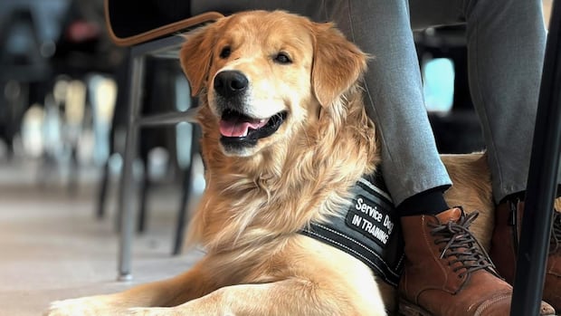 Service-dog-to-be dies after attack at Gatineau dog daycare