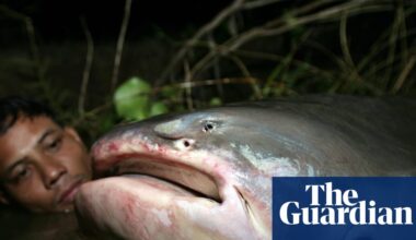 Epic river migrations of fish rapidly collapsing, UN report finds | Fish