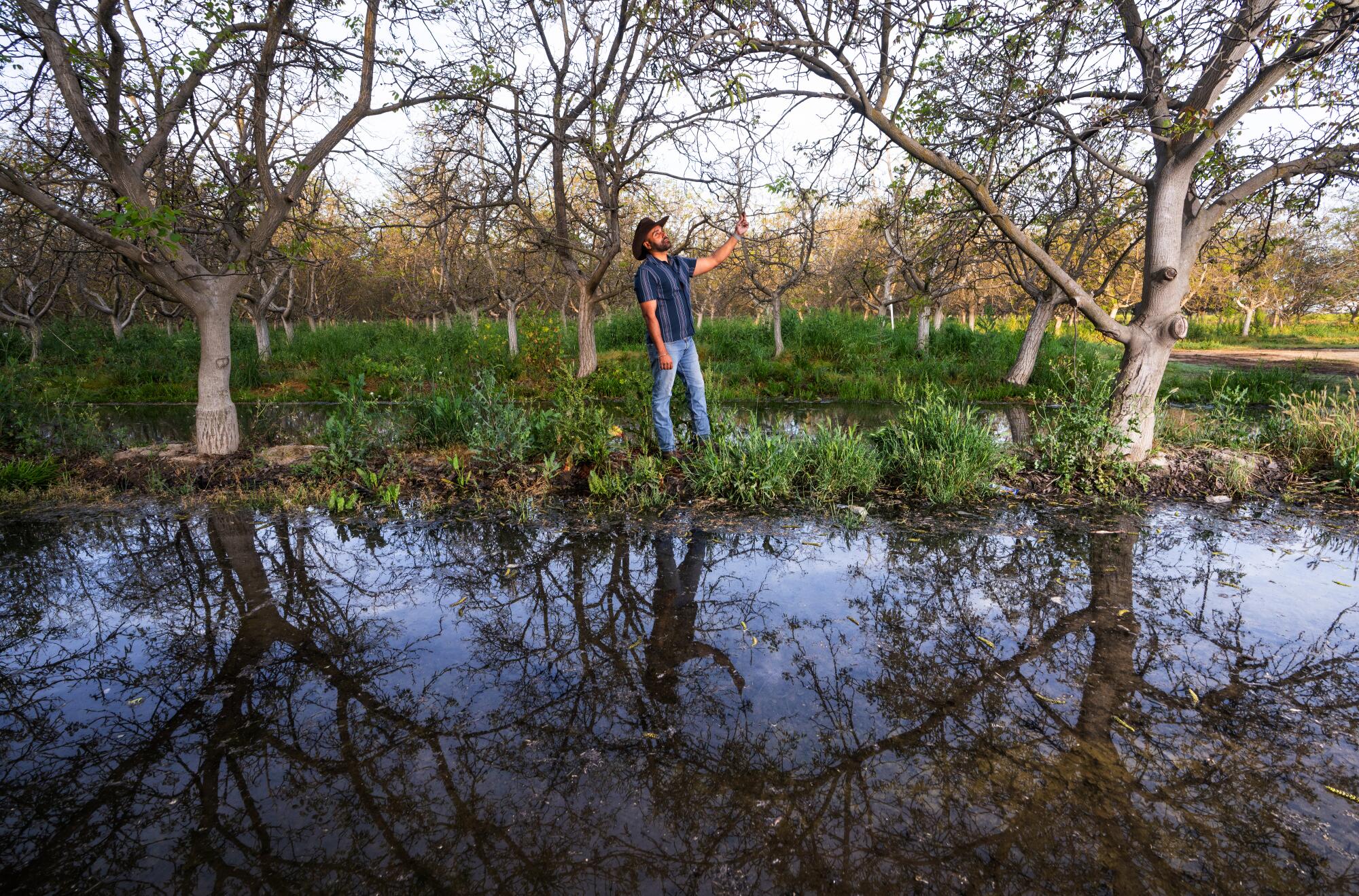 a man stands in a walnut orchard