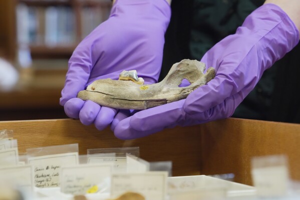 A researcher holds a 14,300 year-old dog jawbone found at Gough's Cave in the United Kingdom, on Tuesday, March 24, 2026, in London. (AP Photo/Mustakim Hasnath)