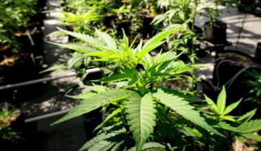 Marijuana advocates light up Second Amendment fight at Supreme Court