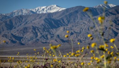 Death Valley sees its most spectacular superbloom in a decade