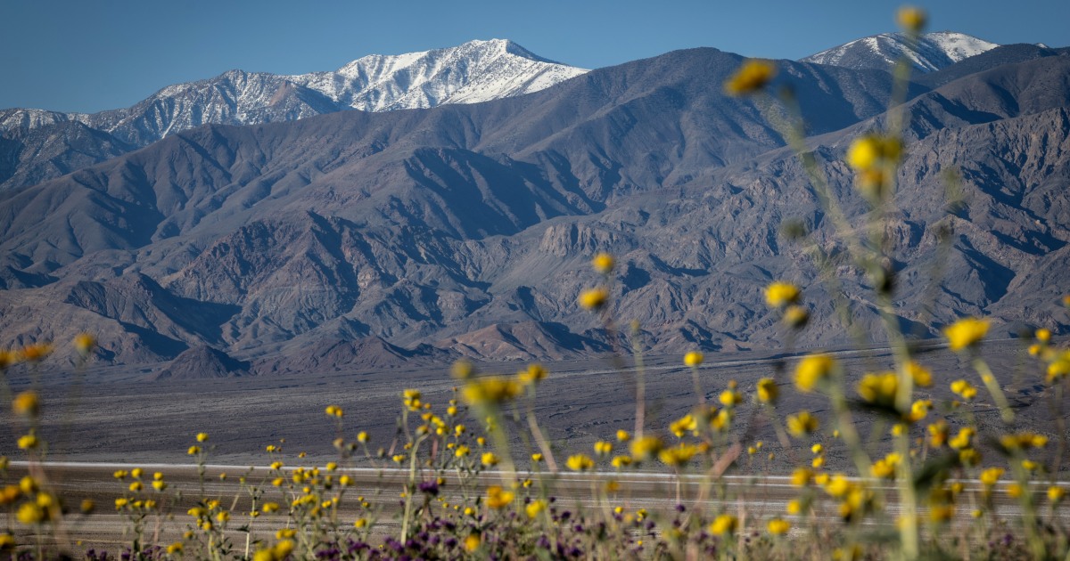 Death Valley sees its most spectacular superbloom in a decade