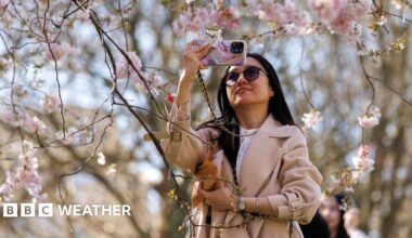 A woman views cherry blossoms at Regent's Park in London, UK
