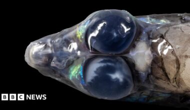 Mesophotic coral in Anguilla